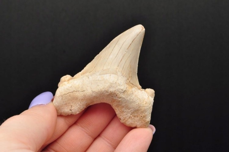 * ZĄB REKINA MAROKO NATURALNA SKAMIENIAŁOŚĆ DOSKONAŁA JAKO PREZENT NR 6 *