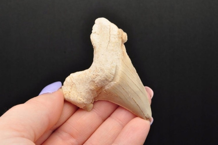 * ZĄB REKINA MAROKO NATURALNA SKAMIENIAŁOŚĆ DOSKONAŁA JAKO PREZENT NR 6 *