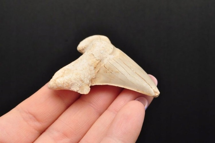 * ZĄB REKINA MAROKO NATURALNA SKAMIENIAŁOŚĆ DOSKONAŁA JAKO PREZENT NR 6 *