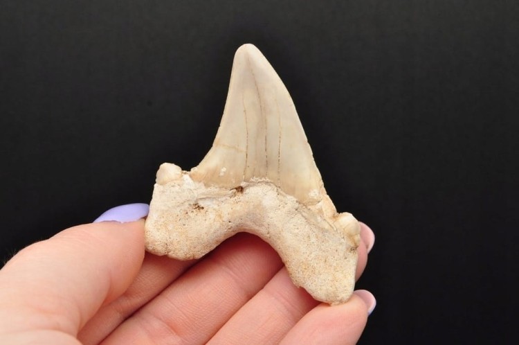 * ZĄB REKINA MAROKO NATURALNA SKAMIENIAŁOŚĆ DOSKONAŁA JAKO PREZENT NR 6 *