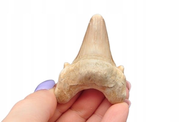 * ZĄB REKINA MAROKO SKAMIELINA JASNA BARWA PIĘKNY SUROWY OKAZ NR 7 *