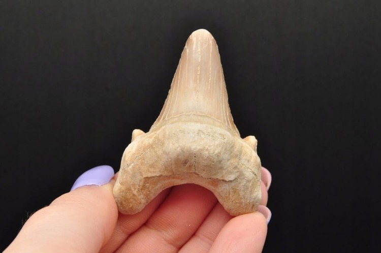 * ZĄB REKINA MAROKO SKAMIELINA JASNA BARWA PIĘKNY SUROWY OKAZ NR 7 *