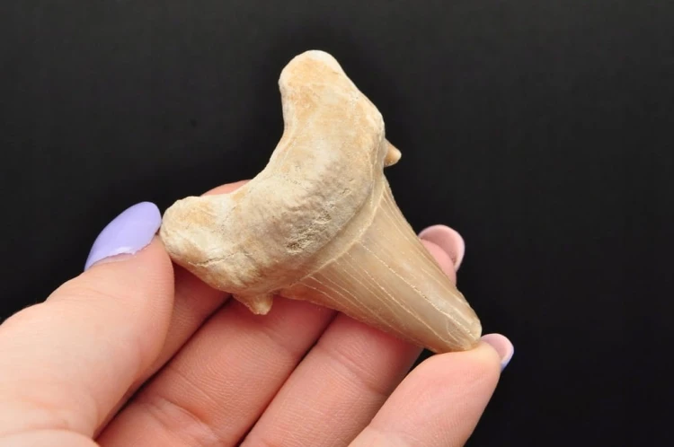 * ZĄB REKINA MAROKO SKAMIELINA JASNA BARWA PIĘKNY SUROWY OKAZ NR 7 *