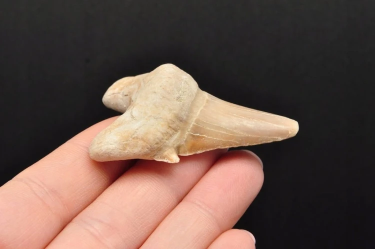 * ZĄB REKINA MAROKO SKAMIELINA JASNA BARWA PIĘKNY SUROWY OKAZ NR 7 *