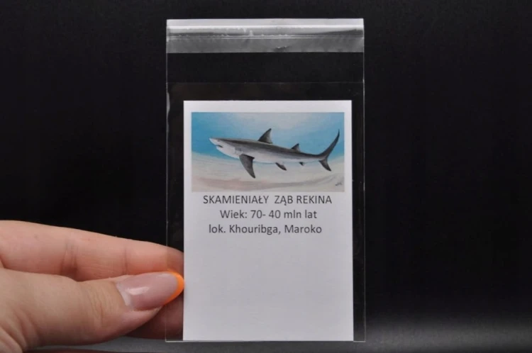 * ZĄB REKINA MAROKO SKAMIELINA JASNA BARWA PIĘKNY SUROWY OKAZ NR 7 *