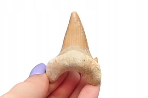 * ZĄB REKINA MAROKO NATURALNA SKAMIENIAŁOŚĆ PRAWDZIWY ZĄB NR 9 *