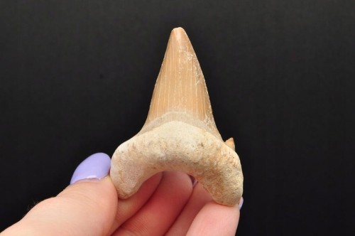 * ZĄB REKINA MAROKO NATURALNA SKAMIENIAŁOŚĆ PRAWDZIWY ZĄB NR 9 *