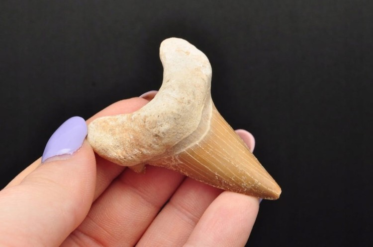 * ZĄB REKINA MAROKO NATURALNA SKAMIENIAŁOŚĆ PRAWDZIWY ZĄB NR 9 *