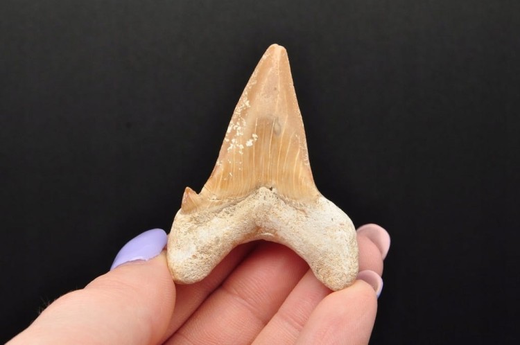 * ZĄB REKINA MAROKO NATURALNA SKAMIENIAŁOŚĆ PRAWDZIWY ZĄB NR 9 *