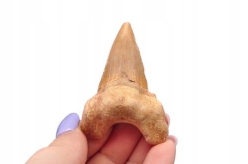 * ZĄB REKINA MAROKO NATURALNA SKAMIENIAŁOŚĆ CIEMNA BARWA OKAZ NR 11 *