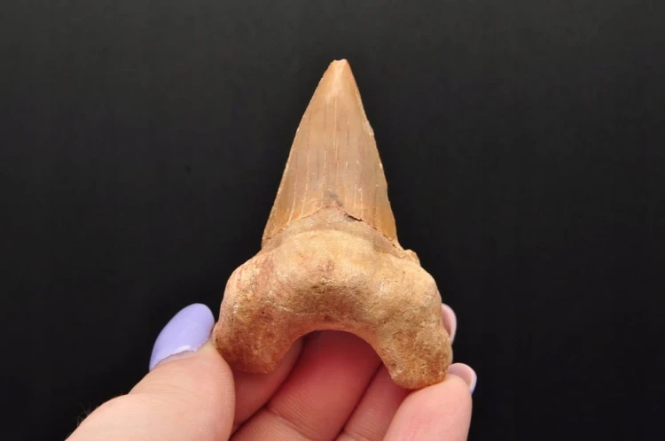 * ZĄB REKINA MAROKO NATURALNA SKAMIENIAŁOŚĆ CIEMNA BARWA OKAZ NR 11 *