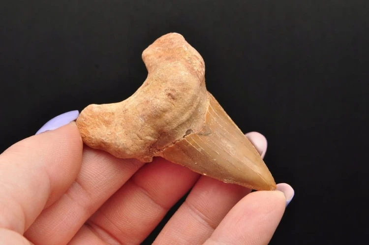 * ZĄB REKINA MAROKO NATURALNA SKAMIENIAŁOŚĆ CIEMNA BARWA OKAZ NR 11 *