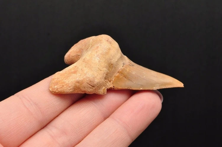 * ZĄB REKINA MAROKO NATURALNA SKAMIENIAŁOŚĆ CIEMNA BARWA OKAZ NR 11 *