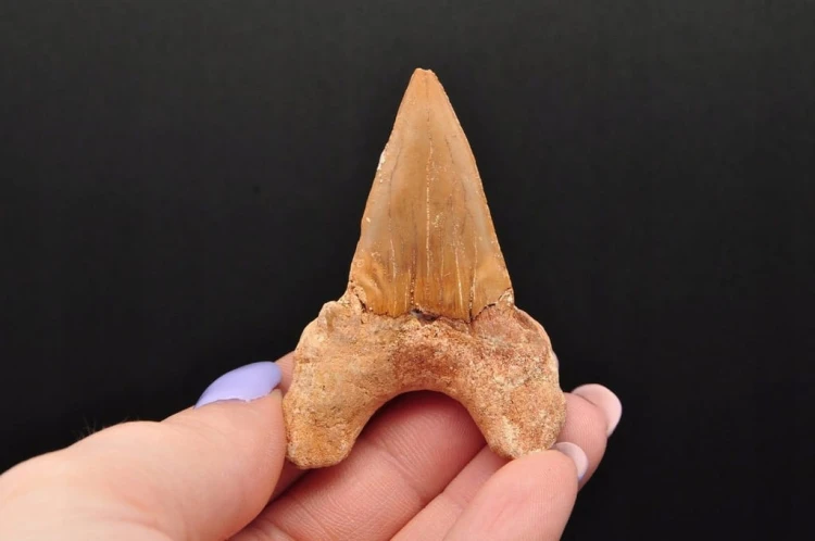 * ZĄB REKINA MAROKO NATURALNA SKAMIENIAŁOŚĆ CIEMNA BARWA OKAZ NR 11 *