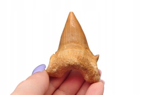 * ZĄB REKINA MAROKO NATURALNA SKAMIENIAŁOŚĆ DOSKONALE ZACHOWANY ZĄB NR 13 *