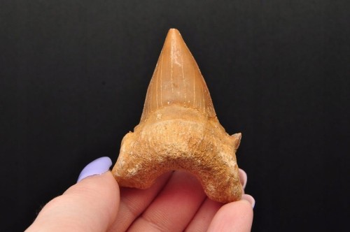 * ZĄB REKINA MAROKO NATURALNA SKAMIENIAŁOŚĆ DOSKONALE ZACHOWANY ZĄB NR 13 *