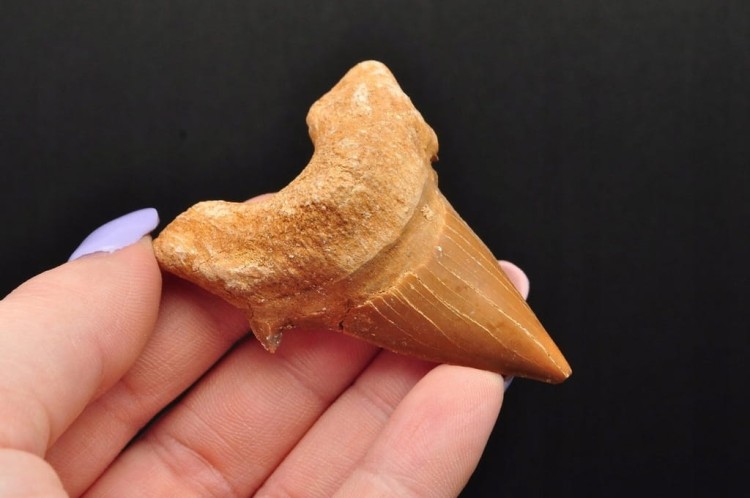 * ZĄB REKINA MAROKO NATURALNA SKAMIENIAŁOŚĆ DOSKONALE ZACHOWANY ZĄB NR 13 *