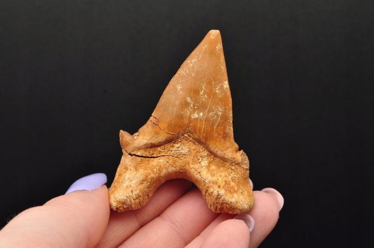 * ZĄB REKINA MAROKO NATURALNA SKAMIENIAŁOŚĆ DOSKONALE ZACHOWANY ZĄB NR 13 *