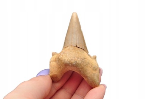 * ZĄB REKINA MAROKO PRAWDZIWA ORYGINALNA SKAMIENIAŁOŚĆ JAKO PREZENT NR 14 *