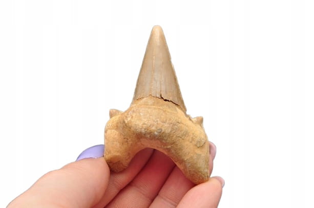 * ZĄB REKINA MAROKO PRAWDZIWA ORYGINALNA SKAMIENIAŁOŚĆ JAKO PREZENT NR 14 *