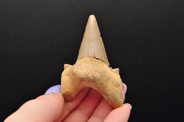 * ZĄB REKINA MAROKO PRAWDZIWA ORYGINALNA SKAMIENIAŁOŚĆ JAKO PREZENT NR 14 *