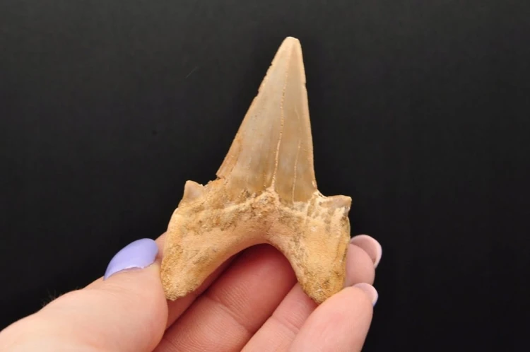 * ZĄB REKINA MAROKO PRAWDZIWA ORYGINALNA SKAMIENIAŁOŚĆ JAKO PREZENT NR 14 *