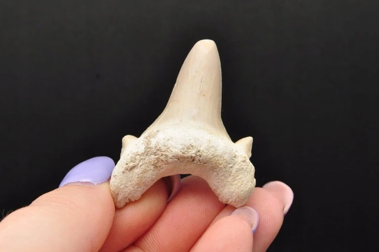 * ZĄB REKINA MAROKO CUDOWNA SKAMIENIAŁOŚĆ MAŁY ZĄB DOBRA JAKOŚĆ NR 1 *