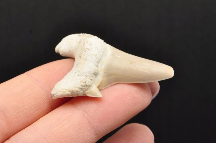 * ZĄB REKINA MAROKO CUDOWNA SKAMIENIAŁOŚĆ MAŁY ZĄB DOBRA JAKOŚĆ NR 1 *