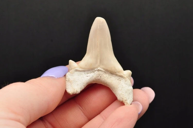 * ZĄB REKINA MAROKO CUDOWNA SKAMIENIAŁOŚĆ MAŁY ZĄB DOBRA JAKOŚĆ NR 1 *