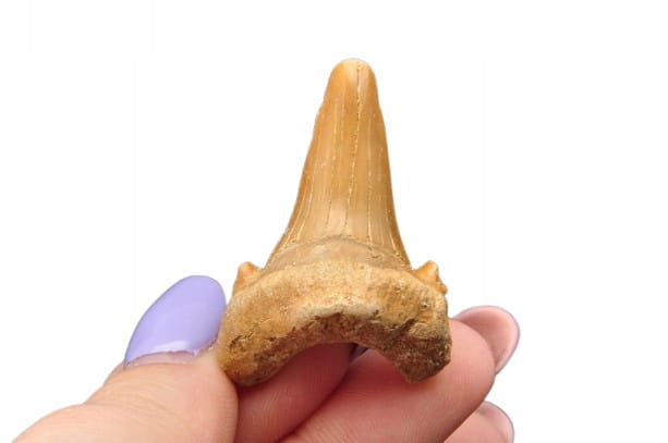 * ZĄB REKINA MAROKO ZJAWISKOWA SKAMIENIAŁOŚĆ INTERESUJĄCA BARWA NR 2 *