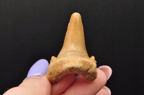 * ZĄB REKINA MAROKO ZJAWISKOWA SKAMIENIAŁOŚĆ INTERESUJĄCA BARWA NR 2 *