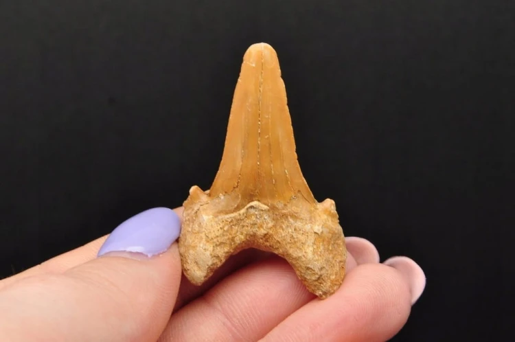 * ZĄB REKINA MAROKO ZJAWISKOWA SKAMIENIAŁOŚĆ INTERESUJĄCA BARWA NR 2 *