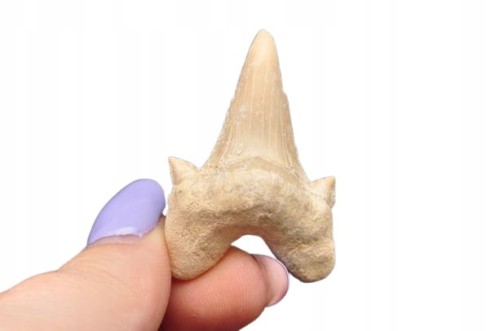 * ZĄB REKINA MAROKO DOSKONAŁA SKAMIENIAŁOŚĆ DO KOLEKCJI NR 4 *