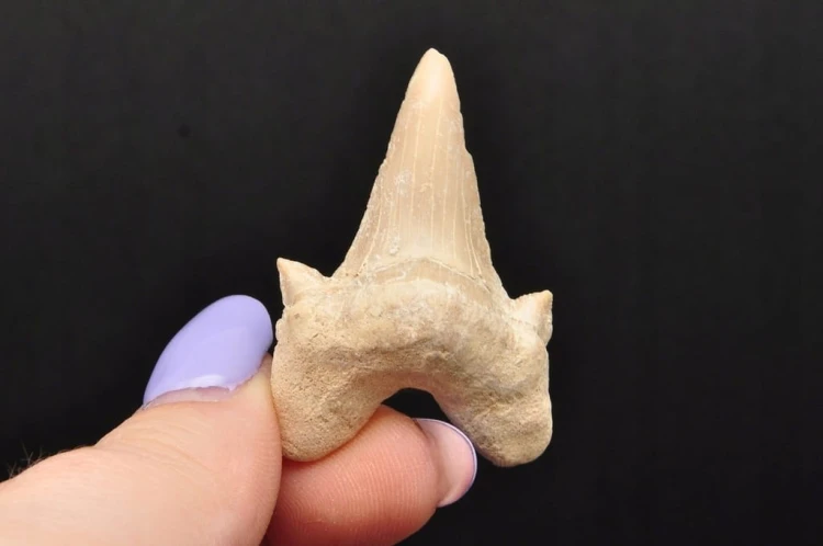 * ZĄB REKINA MAROKO DOSKONAŁA SKAMIENIAŁOŚĆ DO KOLEKCJI NR 4 *