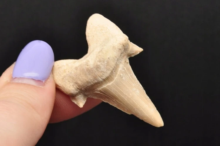 * ZĄB REKINA MAROKO DOSKONAŁA SKAMIENIAŁOŚĆ DO KOLEKCJI NR 4 *