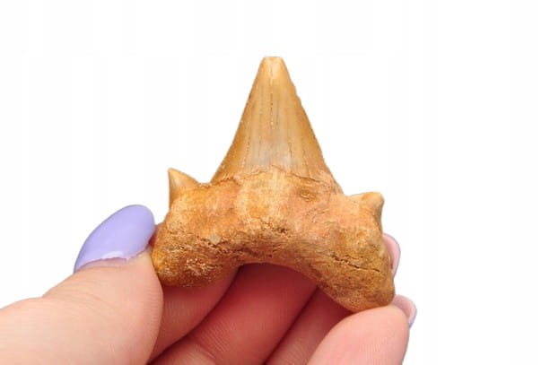 * ZĄB REKINA MAROKO ZJAWISKOWA SKAMIENIAŁOŚĆ CUDOWNA CIEMNA BARWA NR 5 *