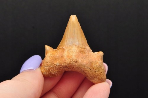 * ZĄB REKINA MAROKO ZJAWISKOWA SKAMIENIAŁOŚĆ CUDOWNA CIEMNA BARWA NR 5 *