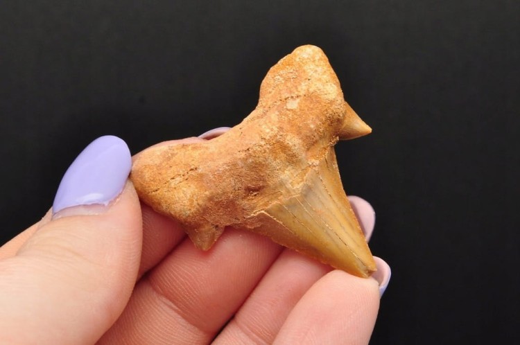 * ZĄB REKINA MAROKO ZJAWISKOWA SKAMIENIAŁOŚĆ CUDOWNA CIEMNA BARWA NR 5 *