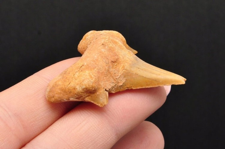 * ZĄB REKINA MAROKO ZJAWISKOWA SKAMIENIAŁOŚĆ CUDOWNA CIEMNA BARWA NR 5 *