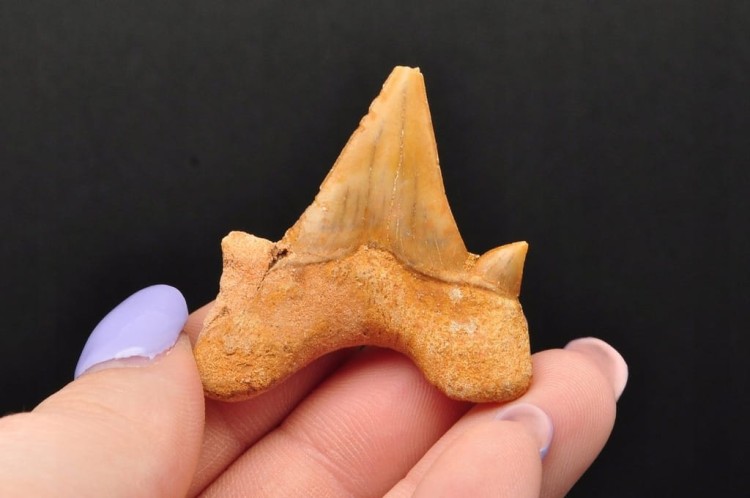 * ZĄB REKINA MAROKO ZJAWISKOWA SKAMIENIAŁOŚĆ CUDOWNA CIEMNA BARWA NR 5 *