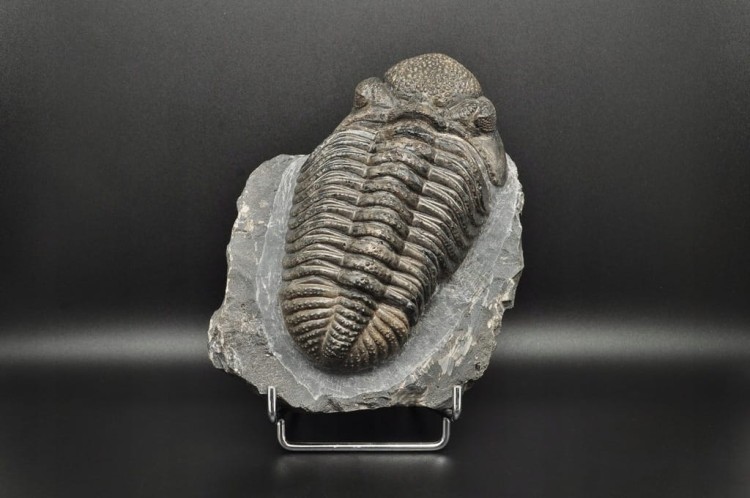 * TRYLOBIT PHACOPS W SKALE ZJAWISKOWY DUŻY OKAZ 1 KG DLA KOLEKCJONERA NR 1