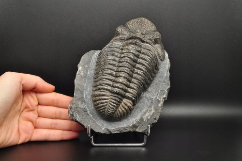 * TRYLOBIT PHACOPS W SKALE ZJAWISKOWY DUŻY OKAZ 1 KG DLA KOLEKCJONERA NR 1