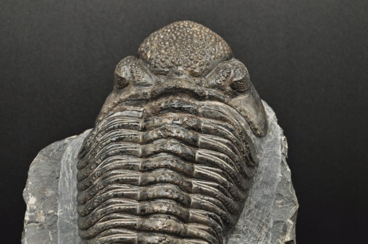 * TRYLOBIT PHACOPS W SKALE ZJAWISKOWY DUŻY OKAZ 1 KG DLA KOLEKCJONERA NR 1