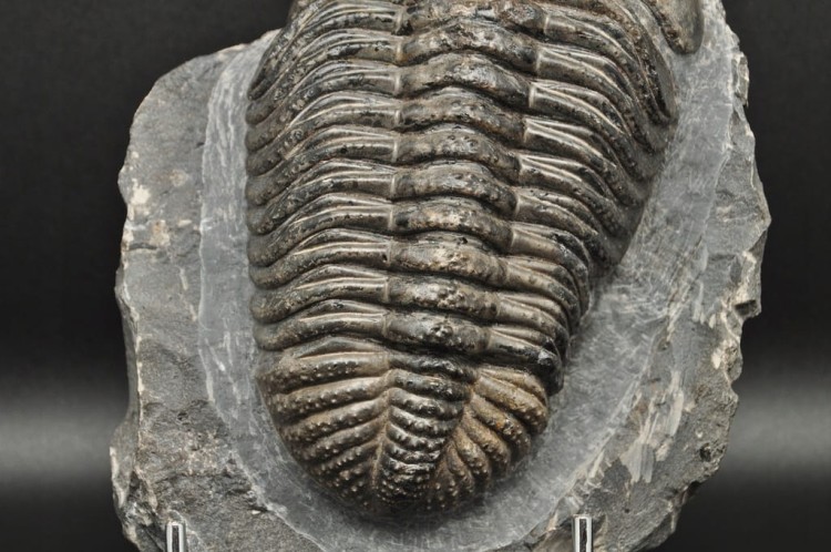 * TRYLOBIT PHACOPS W SKALE ZJAWISKOWY DUŻY OKAZ 1 KG DLA KOLEKCJONERA NR 1