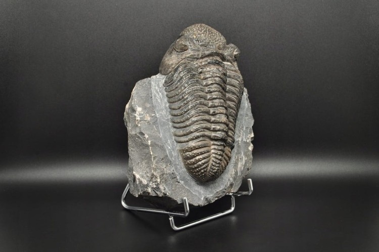 * TRYLOBIT PHACOPS W SKALE ZJAWISKOWY DUŻY OKAZ 1 KG DLA KOLEKCJONERA NR 1