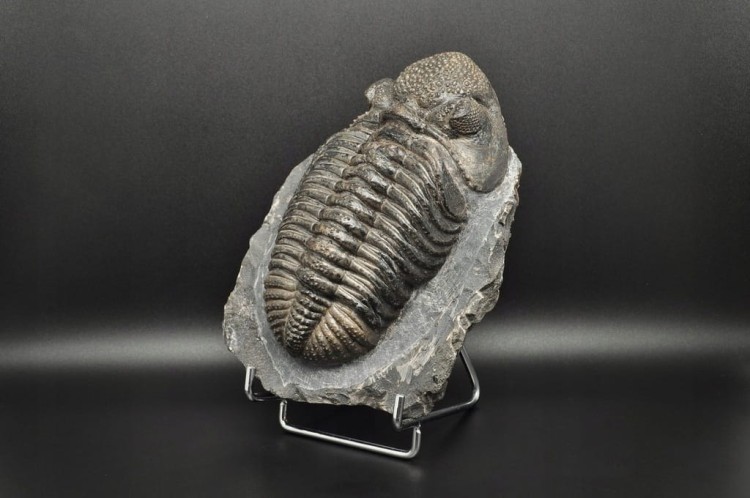 * TRYLOBIT PHACOPS W SKALE ZJAWISKOWY DUŻY OKAZ 1 KG DLA KOLEKCJONERA NR 1