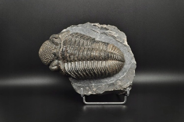 * TRYLOBIT PHACOPS W SKALE ZJAWISKOWY DUŻY OKAZ 1 KG DLA KOLEKCJONERA NR 1