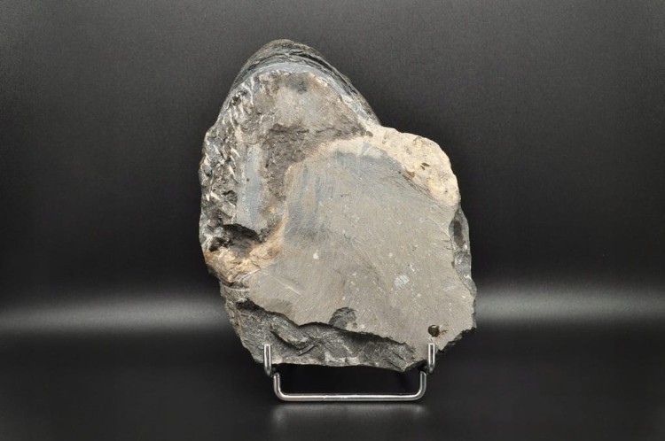 * TRYLOBIT PHACOPS W SKALE ZJAWISKOWY DUŻY OKAZ 1 KG DLA KOLEKCJONERA NR 1