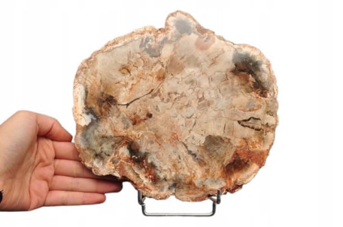 * SKAMIENIAŁE DREWNO PLASTER WYJĄTKOWY SZLIFOWANY OKAZ 0,9 KG NR 1 *