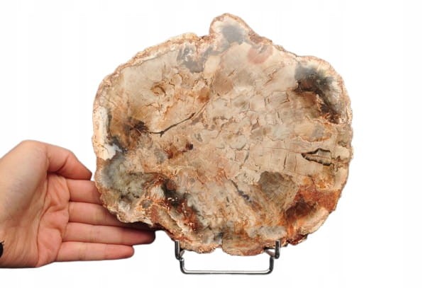 * SKAMIENIAŁE DREWNO PLASTER WYJĄTKOWY SZLIFOWANY OKAZ 0,9 KG NR 1 *